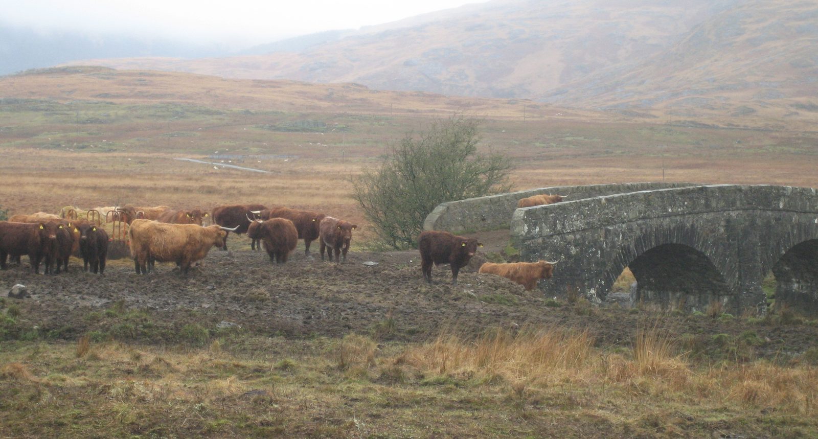 y nos encontramos con las Highland cows! (vacas tipicas de esta zona de Escocia)