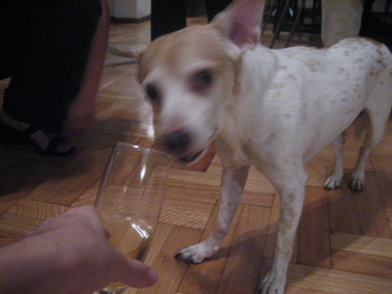 Pupi dandole al champagne!!!!