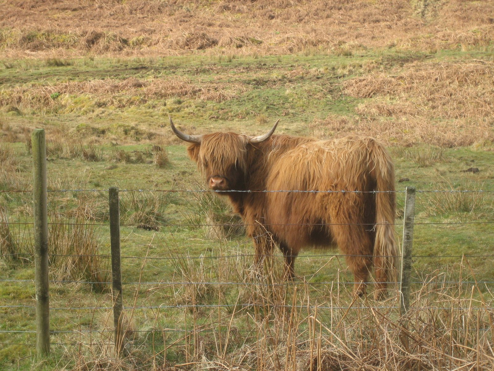 encontramos otra vaca (esta vez mas cerca)