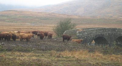 y nos encontramos con las Highland cows! (vacas tipicas de esta zona de Escocia)