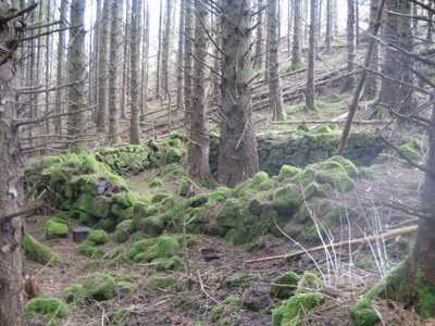 el bosque crecio dentro de los restos de las casas