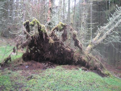 y el arbol desde otro angulo