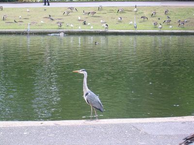 IMG_1185
